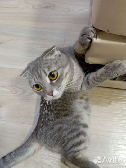 Шотландская вислоухая кошка бесплатно
