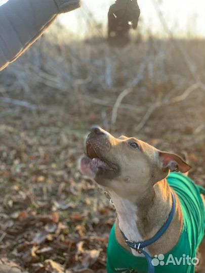 Питбуль в добрые руки