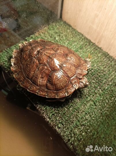 Красноухая черепаха бесплатно