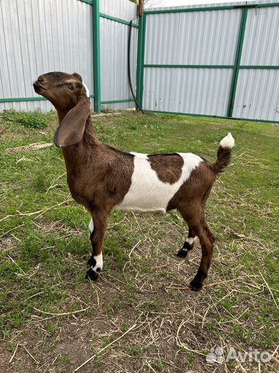 Англо нубийские козы