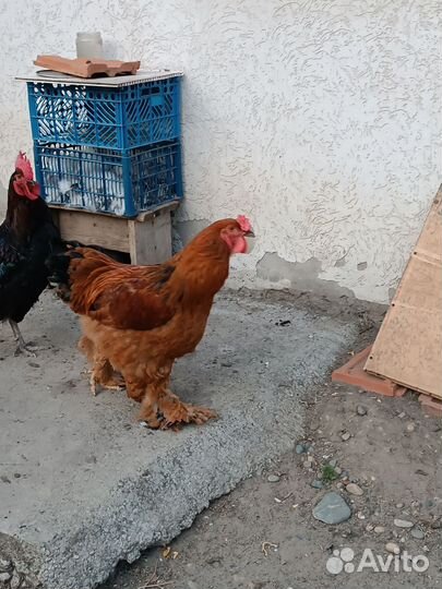 Петух брама