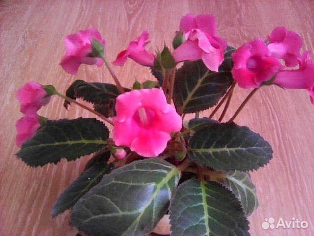 Белый декабрист и другие цветы