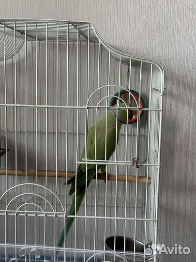 Ожереловый попугай самец