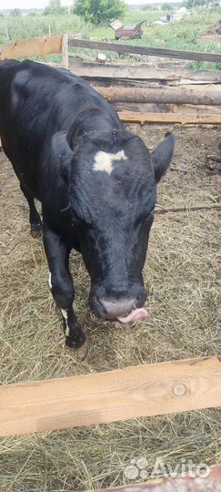 Продам быка
