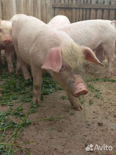 Поросенок ландрас