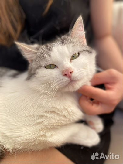 Кот молодой в добрые руки