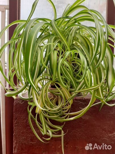 Хлорофитум кудрявый
