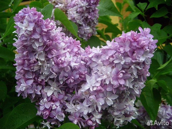 Сирень Надежда зкс