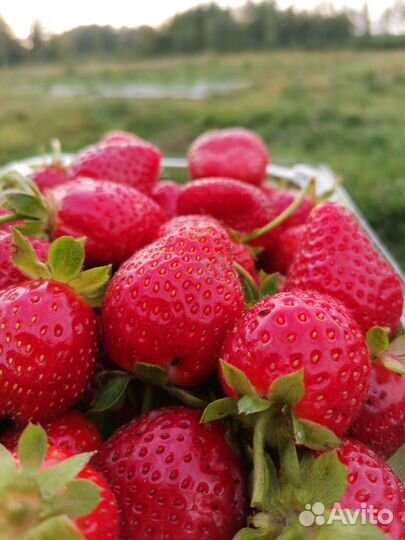 Ягодная ферма-питомник, земля 9,2 га собственность