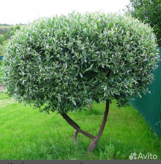 Лох серебристый саженцы