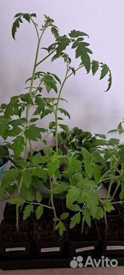 Рассада помидор