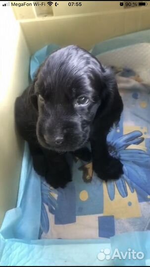 Английский коккер спаниель