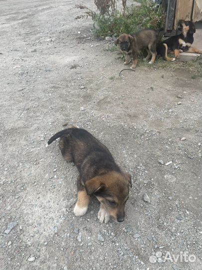 Собаки щенки бесплатно