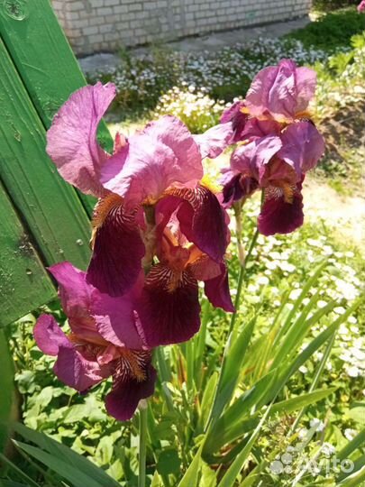 Ирисы бородатые, 5 шт
