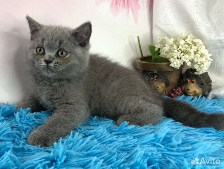 Британчики мурчалки