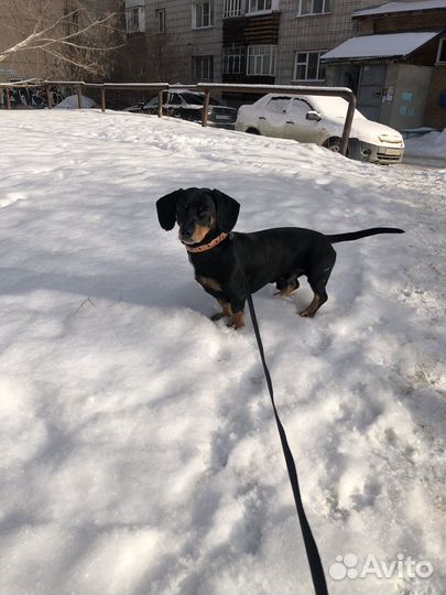 Вязка такса мальчик