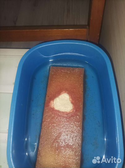 Трубочник изя