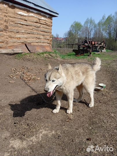 Хаски 3 с лишним года