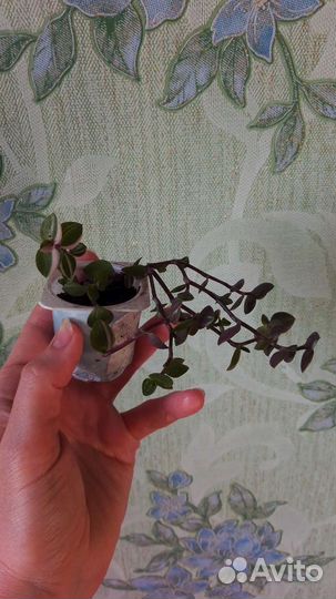 Каллизия Бьянка, Крибо и зеленая