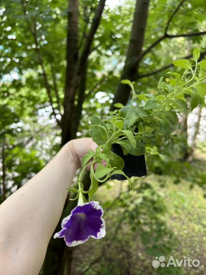 Рассада петунии