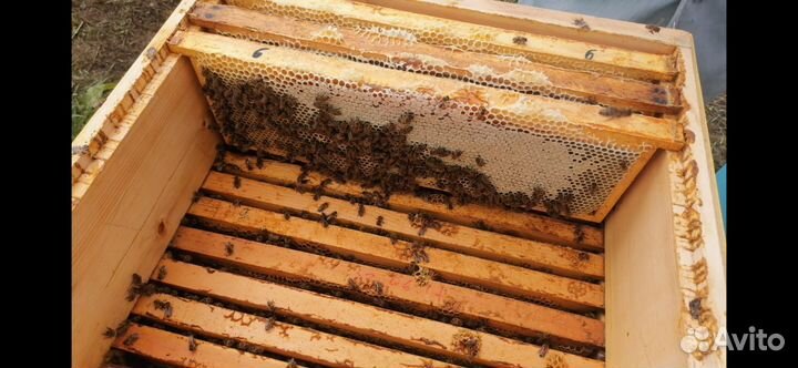 Алтайский Мёд оптом