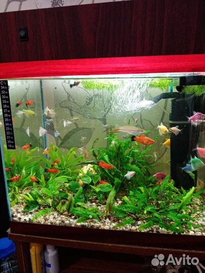 Продам аквариумных рыбок