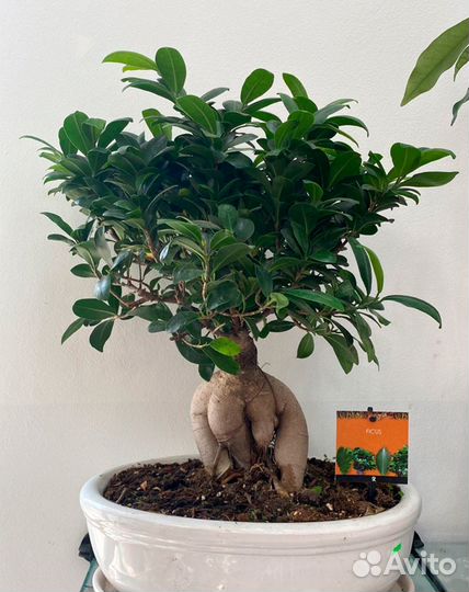 Дерево бонсай