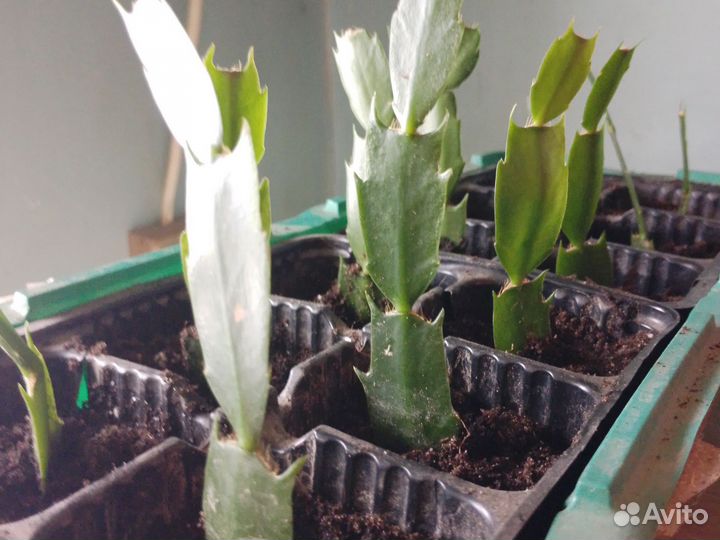 Шлюмбергера белый