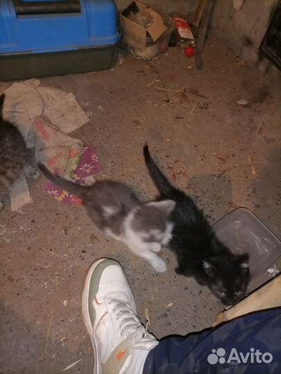 Кошки, в добрые руки, бесплатно