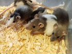 Крысы сиамские и другие окрасы объявление продам