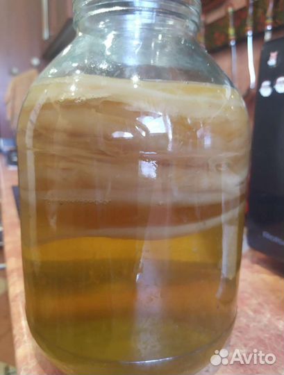 Тибетский молочный гриб/Чайный гриб