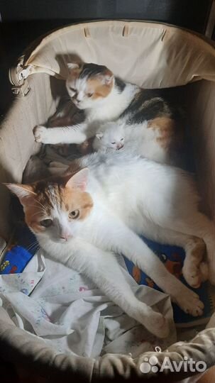 Кот красавчик