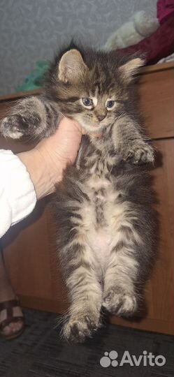 Котята мейн-кун