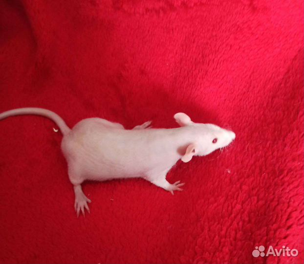 Крыса дамбо сфинкс
