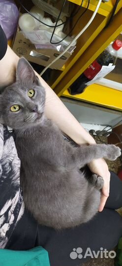 Отдам котенка