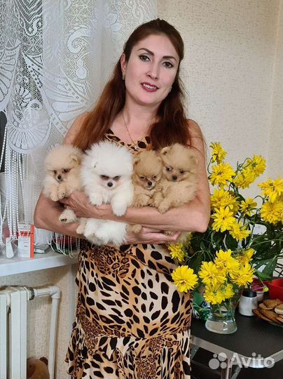 Померанский шпиц мини померашки