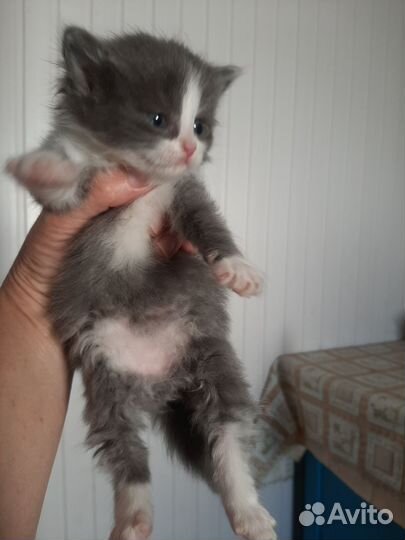 Кошки в добрые руки бесплатно