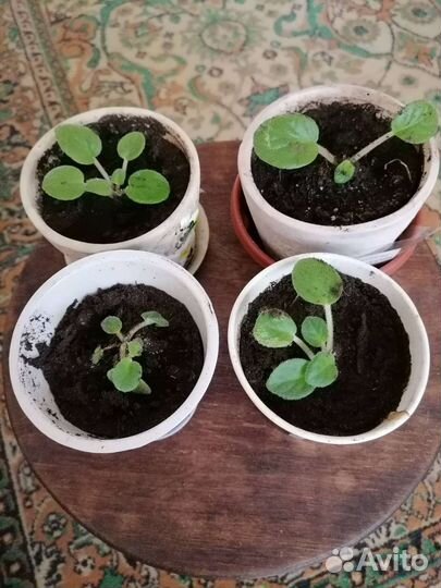 Комнатные цветы,декабрист,фиалка