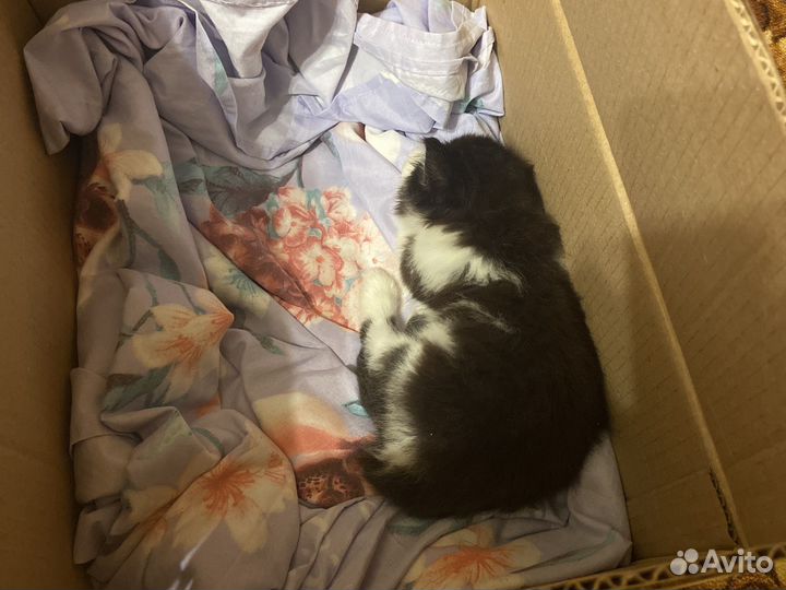 Котенок ищет дом