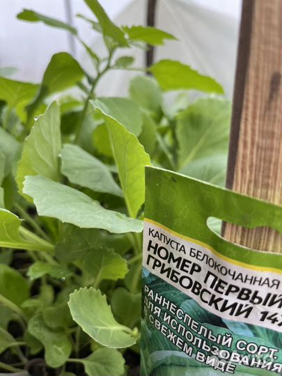Рассада капусты