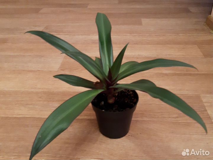 Цветы комнатные рэо традесканция алоэ вера