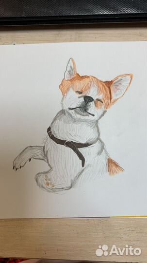 Нарисую вашего питомца