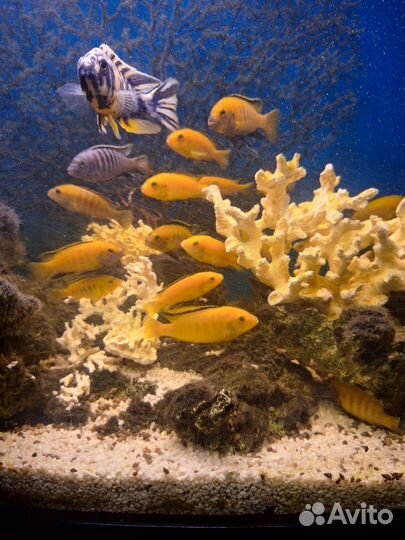 Цихлиды елоу