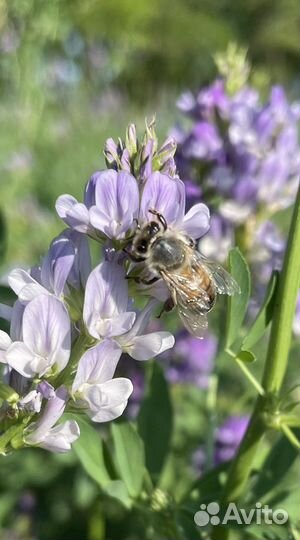 Мед в сотах