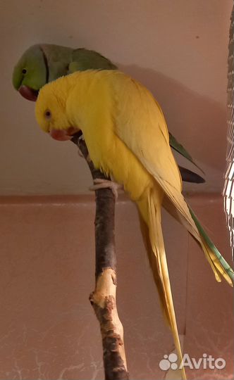 Пара ожереловых попугаев Крамера