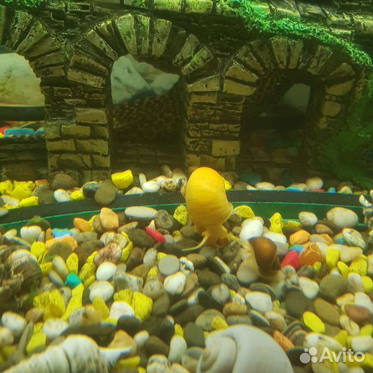 Улитки ампулярия