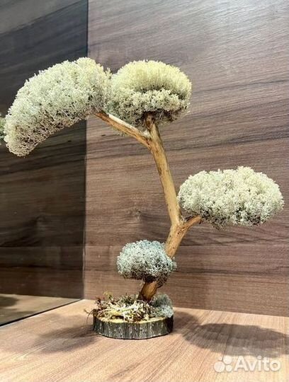 Дерево бонсай
