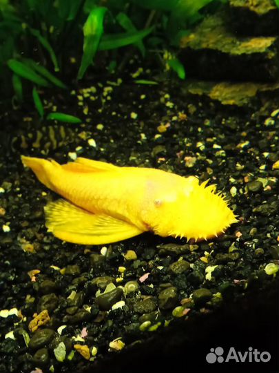 Аквариум с рыбками бу