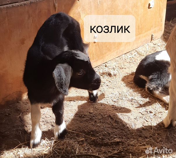 Козлята,котная коза