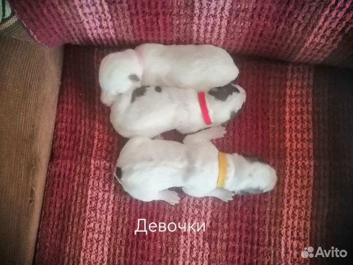 Щенки сао алабай